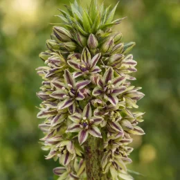 Plante ananas (Eucomis bicolor) — gros plan sur épi garni de petites fleurs