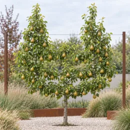 Poirier 'Delbard exquise' (Pyrus communis) — jeune arbre palissé portant de nombreux fruits · Photo d'illustration