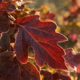 Hydrangea à feuilles de chêne 'Munchkin' (Hydrangea quercifolia) — gros plan sur feuille lobée rouge brun · Photo d'illustration