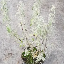 Arbre aux papillons (Buddleia glomerata) — jeune plant au feuillage très découpé en pot · Pot 3L Touffe
