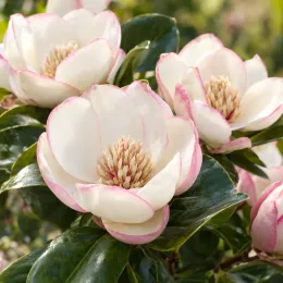 Magnolia 'Bubbles' (Michelia) — grandes fleurs blanches bordées de rose pâle · Photo d'illustration