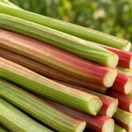 Rhubarbe géante (Rheum rhabarbarum) — tiges charnues empilées en gros plan · Photo d'illustration