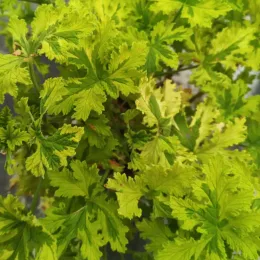 Géranium au parfum d’agrume 'Charity' (Pelargonium) — feuillage dense vert clair fortement découpé, gros plan