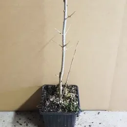 Argousier 'Hergo ♀' (Hippophae rhamnoides) — jeune plant ligneux nu en pot plastique · Godet