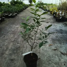 Mandarinier (Citrus reticulata) — jeune arbuste en pot dans une serre · Pot 5L Tige