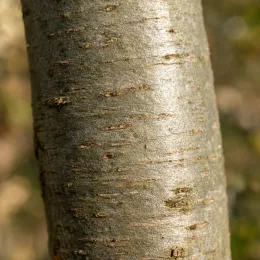 Sapin pectiné (Abies alba) — gros plan sur écorce de tronc lisse · Photo d'illustration