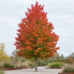 Érable rouge 'Red sunset' (Acer rubrum) — grand arbre isolé au feuillage rouge orangé