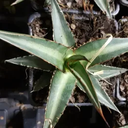 Agave du chihuahua (Agave lechuguilla) — rosette succulente vert gris en pot carré · Godet