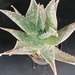 Aloès maculé (Aloe maculata) — rosette de succulente en pot noir · Pot 2.5L