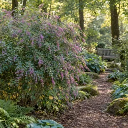 Trèfle-buisson de thunberg 'Desmodium pendulif' (Lespedeza thunbergii) — grand arbuste fleuri en bordure d’allée forestière