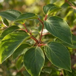Cornouiller du japon 'Mont fuji' (Cornus kousa) — gros plan sur feuilles ovales nervurées · Photo d'illustration