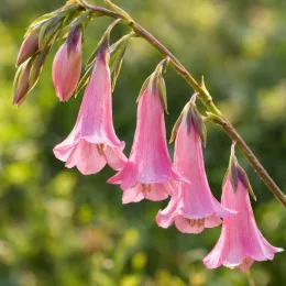 Canne à pêche des anges (Dierama pulcherima) — clochettes pendantes roses sur longue tige arquée · Photo d'illustration