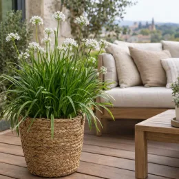 Ciboule chinoise (Allium tuberosum) — touffe dense au feuillage fin avec ombelles blanches