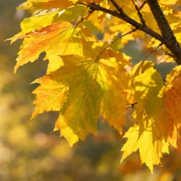 Érable plane 'Emerald queen' (Acer platanoides) — feuilles lobées jaunes éclairées par le soleil
