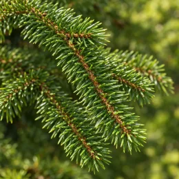 Epicéa commun (Picea abies) — gros plan sur rameaux couverts d’aiguilles vertes · Photo d'illustration