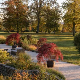 Érable du japon 'Cascade crimson' (Acer palmatum) — petits érables retombants rouges sur terrasse paysagée