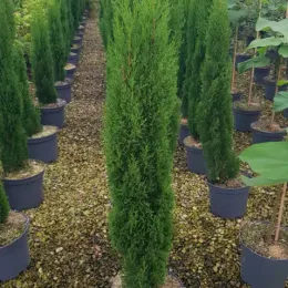 Cyprès méditerranéen 'totem' (Cupressus sempervirens) — conifères élancés en rangées dans une pépinière · Pot 8L