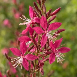 Gaura compacte rose 'Sel belleza dark pink' (Gaura lindheimeri) — grappes de petites fleurs rose vif en gros plan · Photo d'illustration