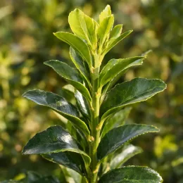 Fusain du japon 'Benkomasaki' (Euonymus japonicus) — gros plan sur jeunes feuilles vernissées