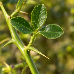 Orange trifoliée 'Rubidoux' (Poncirus trifoliata) — gros plan de feuilles trifoliées et épines · Photo d'illustration