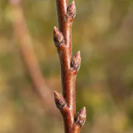 Pêcher franc 'Chanturgue' (Prunus persica) — gros plan sur rameau avec bourgeons serrés · Photo d'illustration