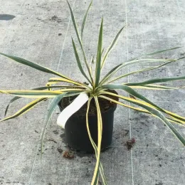Yucca 'Bright edge' (Yucca filamentosa) — rosette de longues feuilles panachées en pot · Pot 2.5L