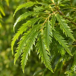 Châtaignier à feuille de fougère 'Aspleniifolia' (Castanea savita) — longues feuilles vertes finement découpées en gros plan · Photo d'illustration