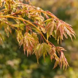 Érable du japon 'Emerald' (Acer) — jeunes feuilles découpées rouge orangé sur rameau