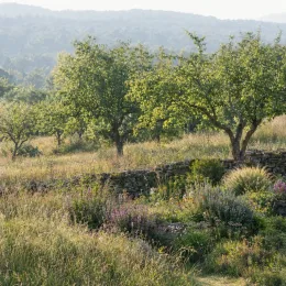 Sauge 'Trenance' (Salvia grahamii) — massif de vivaces devant muret en pierres sèches · Photo d'illustration