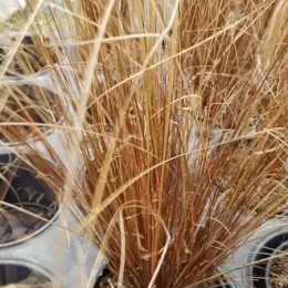 Laîche de Buchanan (Carex buchananii) — touffe de graminée brun orangé en pot plastique · Pot 2.5L Touffe