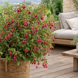 Fuchsia 'Riccartonii' (Fuchsia riccartonii) — grand arbuste fleuri en pot sur terrasse · Photo d'illustration