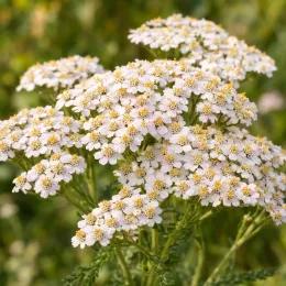 Achillée (Achillea millefolium) — ombelles serrées de petites fleurs blanches · Photo d'illustration