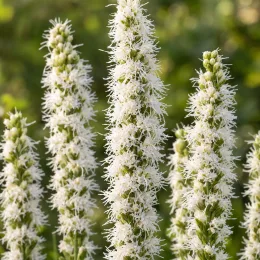 Plume du kansas 'Floristan weiss' (Liatris spicata) — épis floraux dressés blancs en gros plan · Photo d'illustration
