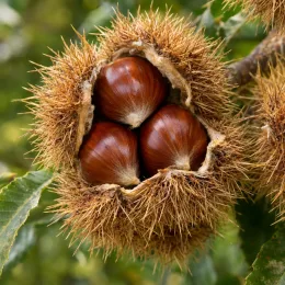 Châtaignier 'Verdale' (Castanea sativa) — bogue ouverte laissant apparaître trois fruits brillants · Photo d'illustration