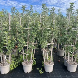 Pommier 'Calville rouge' (Malus domestica) — alignement de jeunes arbres tuteurés en grands pots · Pot 10L