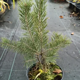 Pin sylvestre (Pinus sylvestris) — jeune conifère en pot sur sol de pépinière · Pot 2.5L