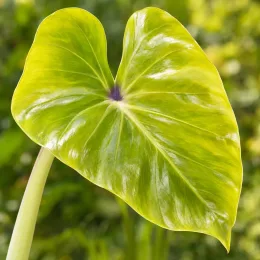 Oreille d'éléphant 'Maui gold' (Colocasia esculenta) — grand limbe en forme de cœur brillant