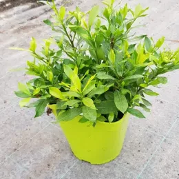 Gardenia 'Celestial star' (Gardenia jasminoides) — jeune plant vigoureux au feuillage vert en pot · Pot 3L