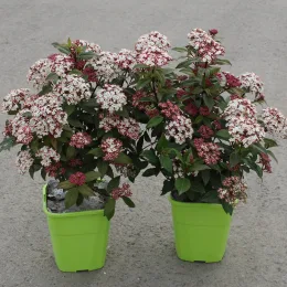 Viorne tin 'Spirit' (Viburnum tinus) — deux arbustes fleuris en pots verts sur sol gris · Pot 4L
