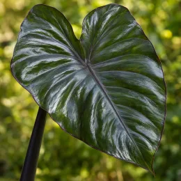Oreille d'éléphant 'Black stem' (Colocasia esculenta) — grand feuillage sombre brillant en forme de cœur · Photo d'illustration