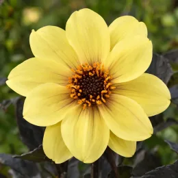 Dahlia 'Out' — fleur simple jaune pâle cœur brun orangé · Photo d'illustration