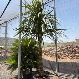 Cordyline indivisa (Cordyline indivisia) — grand sujet en pot sous serre ombragée · Pot 90L