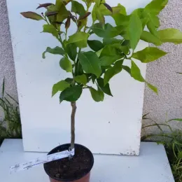 Citronnier compact à citron prime sans pépins 'Cappuccio' (Citrus limon) — jeune arbuste en tige au feuillage vert · Pot 1.5L Tige