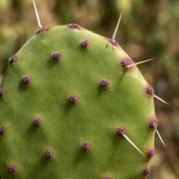 Cactée (Opuntia anacantha) — raquette de cactus verte avec longues épines