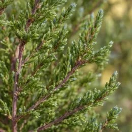 Tamaris de printemps rose (Tamarix africana) — gros plan sur feuillage vert fin et dense · Photo d'illustration