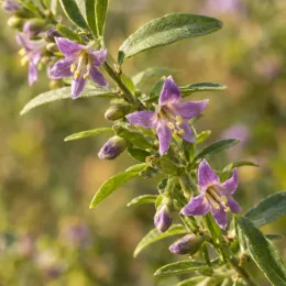 Baie de goji 'Altai' (Lycium barbarum) — grappe de petites fleurs violettes et feuilles vertes · Photo d'illustration