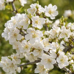 Cerisier à fleurs 'Globosa' (Prunus fruticosa) — rameau couvert de petites fleurs blanches