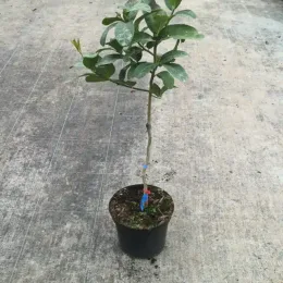 Citron Main de Bouddha (Citrus medica var. sarcodactylis) — jeune agrume greffé en pot noir sur tige · Pot 5L Tige