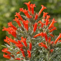 Jacobinia (Dicliptera suberecta) — grappes de fleurs tubulaires orange vif · Photo d'illustration