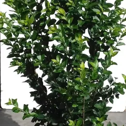 Troène du Japon (Ligustrum japonicum) — arbuste au feuillage vert dense sur fond clair · Pot 10L